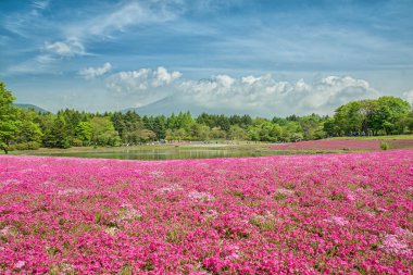 Fuji Shibazakura Festivali, Yamana pembe moss alanla