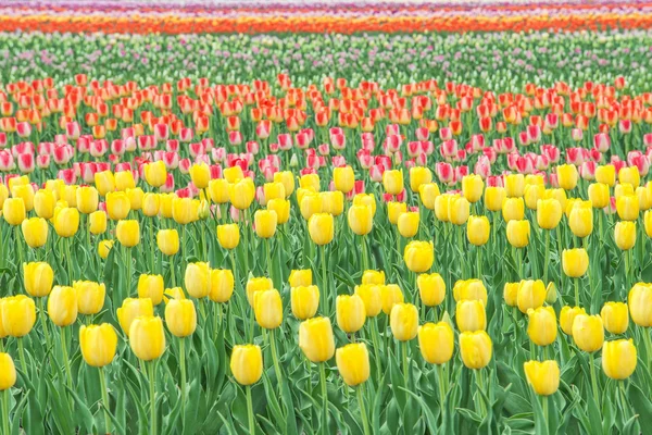 Barevné tulipány v Květné zahradě — Stock fotografie