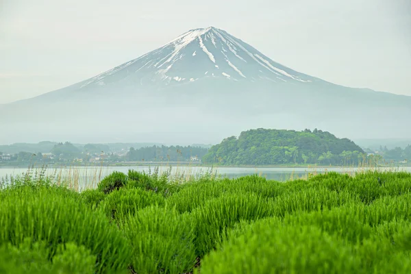 Mt fuji in morning at kawaguchi, Japan — 스톡 사진