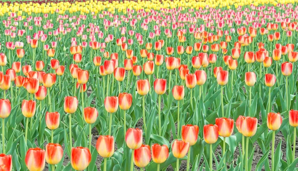 Barevné tulipány v Květné zahradě — Stock fotografie