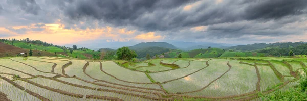 Green Terraced Rice Field in Pa Pong Pieng ,Chiang Mai, Thailand — Stock Photo, Image