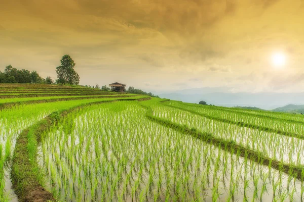 Green Terraced Rice Field in Pa Pong Pieng ,Chiang Mai, Thailand — Stock Photo, Image