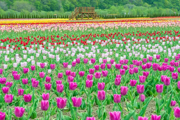 Barevné tulipány v květu garde — Stock fotografie
