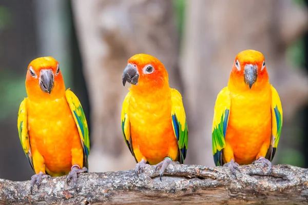 Sun Conure papuga stoi w oddziale — Zdjęcie stockowe