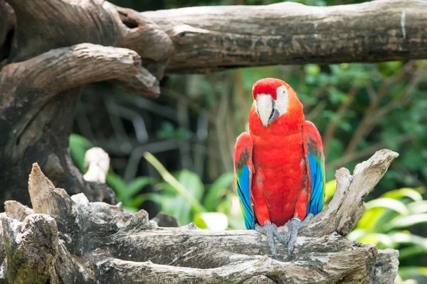 Guacamayo rojo sentado en la rama — Foto de Stock