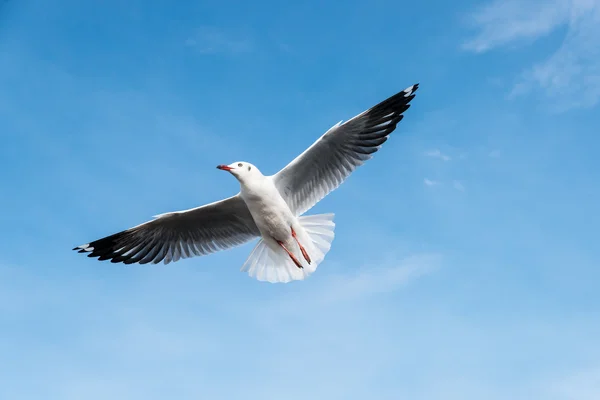 Hermosas gaviotas volando en el cielo —  Fotos de Stock