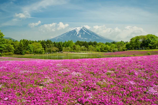 일본, 야마나시에서 핑크 모스 분야와 후 지 — 스톡 사진