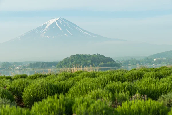 Primo piano del Monte Fuji in Giappone — Foto Stock