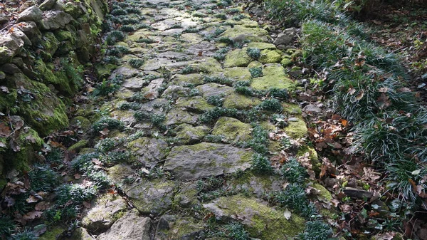 ecological path of stones and moss in a garden one fall morning and a lot of green color