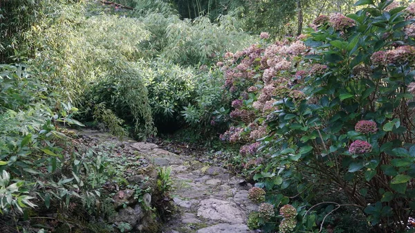 Camino Ecológico Piedras Musgo Jardín Una Mañana Otoño Una Gran — Foto de Stock