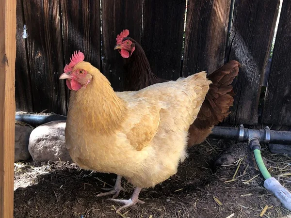 Ljusa Och Mörka Kycklingar Durango Penna Colorado Usa — Stockfoto