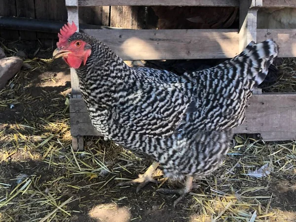 Painted Hen Black White Feathers Red Crest Pen Durango Colorado — Stock Photo, Image