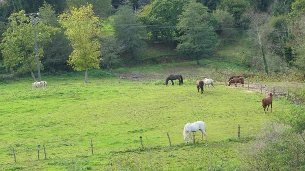 Коні Луці Країні Басків — стокове фото