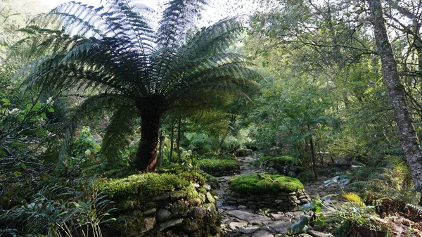 Paproć Tasmańska Ogrodzie Kraju Basków — Zdjęcie stockowe