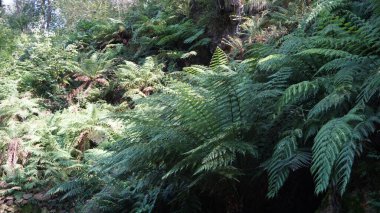 Bask ülkesindeki bitki ve ağaçlardan oluşan bir bahçenin manzarası