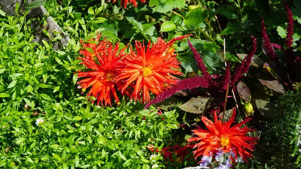 Fundo Flores Vermelhas Com Folhas Verdes Belo Jardim — Fotografia de Stock