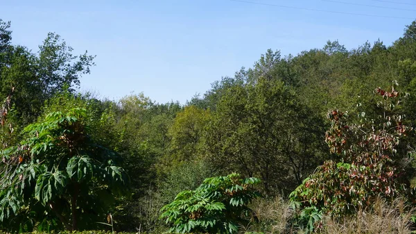 Paisagem Jardim Plantas Árvores País Basco — Fotografia de Stock