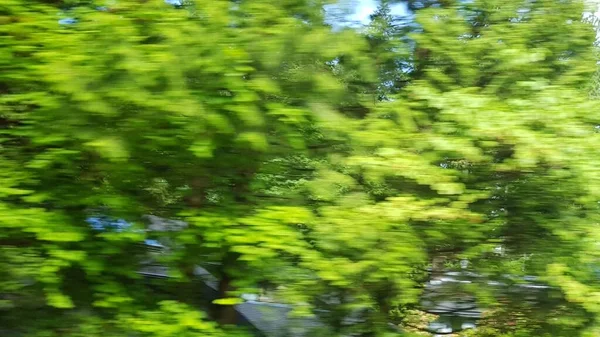 Θολή Πράσινο Φύλλα Φόντο Υπερβολική Ταχύτητα Από — Φωτογραφία Αρχείου