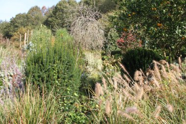 İspanya 'nın Bask bölgesindeki bir bahçede bitkiler, çiçekler, ağaçlar ve otlarla sonbahar manzarası