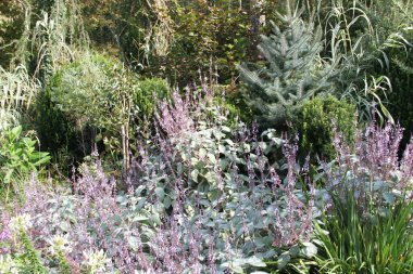İspanya 'nın Bask bölgesindeki bir bahçede bitkiler, çiçekler, ağaçlar ve otlarla sonbahar manzarası
