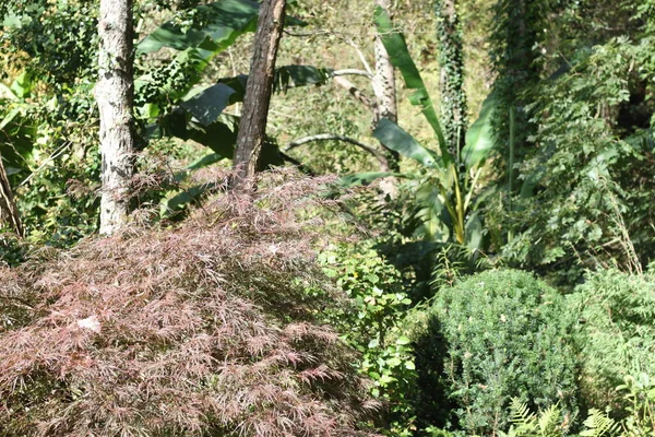 Höstlandskap Med Växter Blommor Träd Och Gräs Trädgård Baskien Spanien — Stockfoto