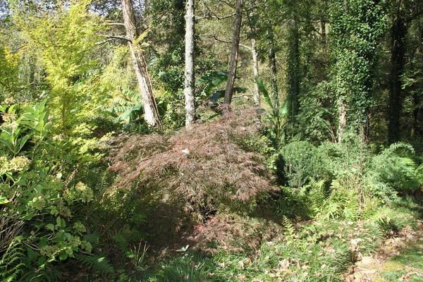 Paisaje Otoñal Con Plantas Flores Árboles Hierba Jardín País Vasco — Foto de Stock