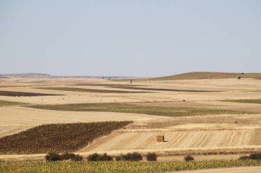 Burgos, Castilla Leon, İspanya 'da buğday ve ayçiçeği tarlaları