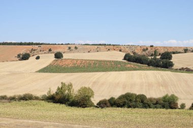 Burgos, Castilla Leon, İspanya 'da buğday ve ayçiçeği tarlaları