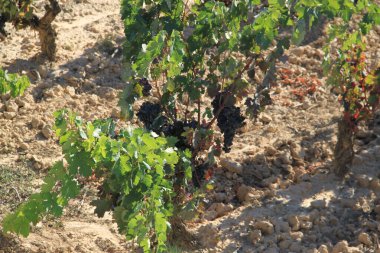 İspanya 'nın Bask Bölgesi' ndeki La Rioja Alavesa tarlasında şarap yapmak için olgunlaşmış üzümlerle dolu üzüm bağları.