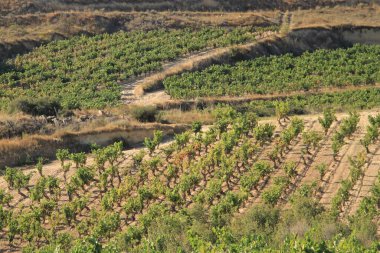 La Rioja Alavesa 'daki yeşil üzüm bağlarının manzarası, Bask Ülkesi, İspanya