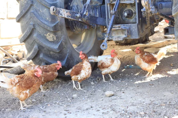 Hühner Neben Dem Rad Eines Traktors Einer Stadt Madrid Spanien — Stockfoto