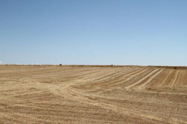 Поля Сухой Пшеницы Бургосе Кастилья Леон Испания — стоковое фото