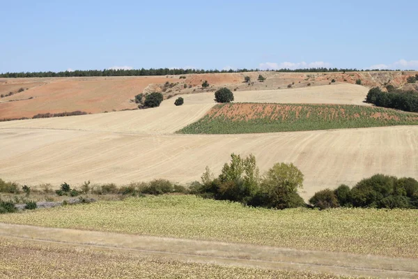 Campos Trigo Cortado Girasoles Cantabria España — Foto de Stock