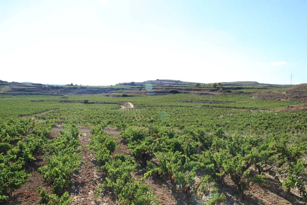 Rioja Alavesa Daki Yeşil Üzüm Bağlarının Manzarası Bask Ülkesi Spanya — Stok fotoğraf