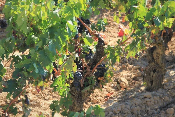 Spanya Nın Bask Bölgesi Ndeki Rioja Alavesa Tarlasında Şarap Yapmak — Stok fotoğraf