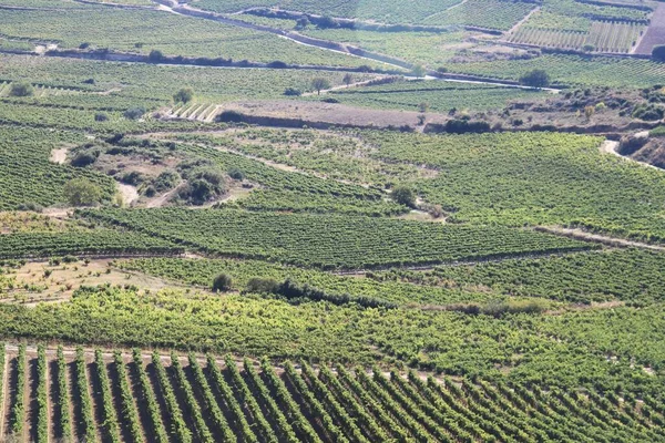 Táj Zöld Szőlőültetvények Rioja Alavesa Baszkföld Spanyolország — Stock Fotó