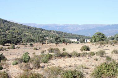 Sierra de Madrid, Madrid Topluluğu, İspanya 'daki ağaçların ve dağların kırsal manzarası.