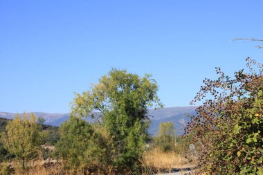 Sierra de Madrid, Madrid Topluluğu, İspanya 'daki ağaçların ve dağların kırsal manzarası.