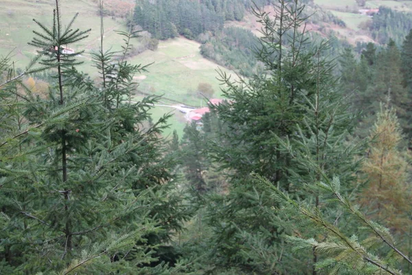 Bäuerliche Landschaft Aus Bäumen Und Bergen Einem Dunklen Herbstnachmittag Baskenland — Stockfoto