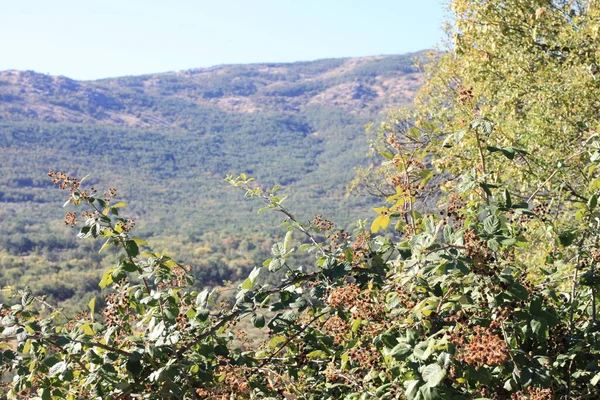 マドリード スペインのシエラ マドリードの森と山の田園風景 — ストック写真