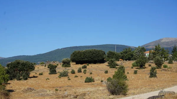 Landskap Sierra Madrid Sommarmorgon — Stockfoto