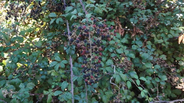马德里山脉桑树上的黑莓的背景 — 图库照片