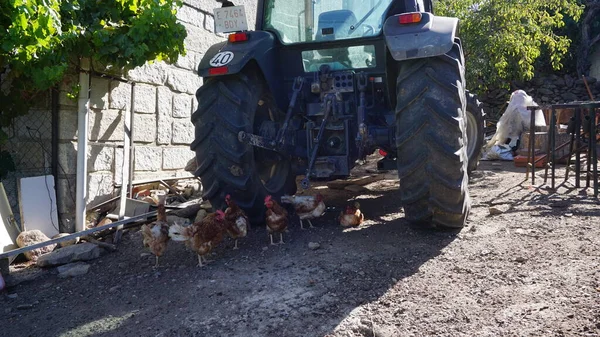 Kycklingar Bredvid Traktor Stad Madrid — Stockfoto