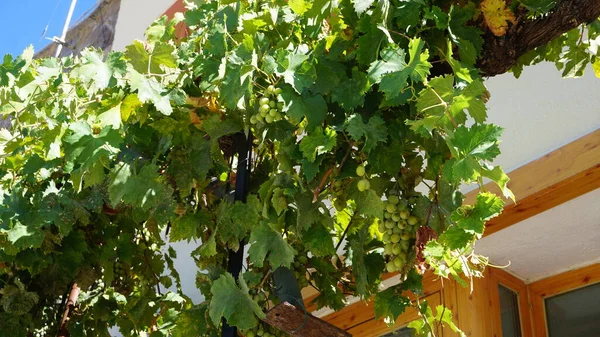 Vignes Sur Façade Une Ville Sierra Madrid — Photo