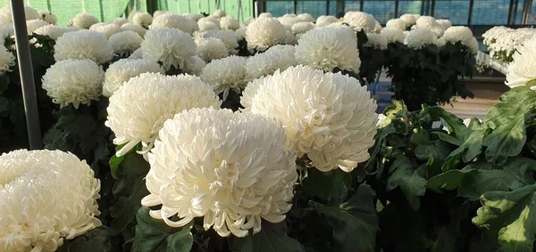 white flowers for sale in a greenhouse