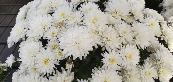 Flores Brancas Para Venda Uma Estufa — Fotografia de Stock