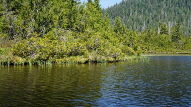 Amerika Birleşik Devletleri, Alaska 'da bir göl kenarındaki ağaçların ve yeşil dağların manzarası