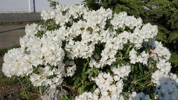 Fleurs Blanches Printemps Ketchikan Alaska — Photo