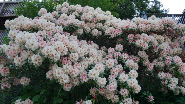 Fehér Rózsaszín Tavaszi Virágok Ketchikan Alaszka — Stock Fotó