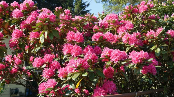 Весною Кетчікані Аляска Сша Квіточки Рожевого Кольору — стокове фото